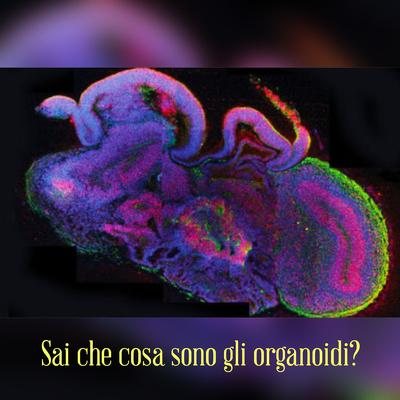 Gli Organi Umani: Un Viaggio Dentro il Cuore della Vita.