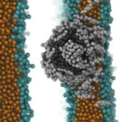 Particelle di plastica trovate nel cervello dei topi solo due ore dopo aver mangiato