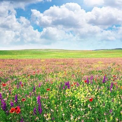 Prato verde o prato con fiori di campo?